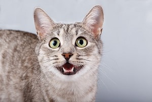 Do Tabby Cats Meow A Lot – Vocalizing & Other Things To Expect!