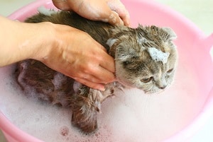 Do tabby cats really need baths?