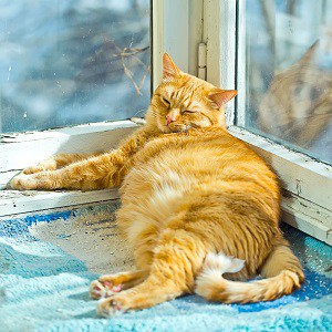 are orange tabby cats fat