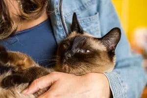 Adorable Ways Siamese Cats Show Affection