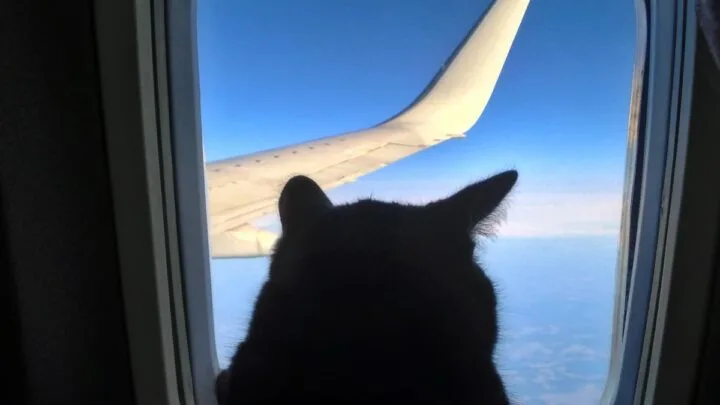17 Airlines That Allow Cats In Cabin &ndash; Costs & Policies