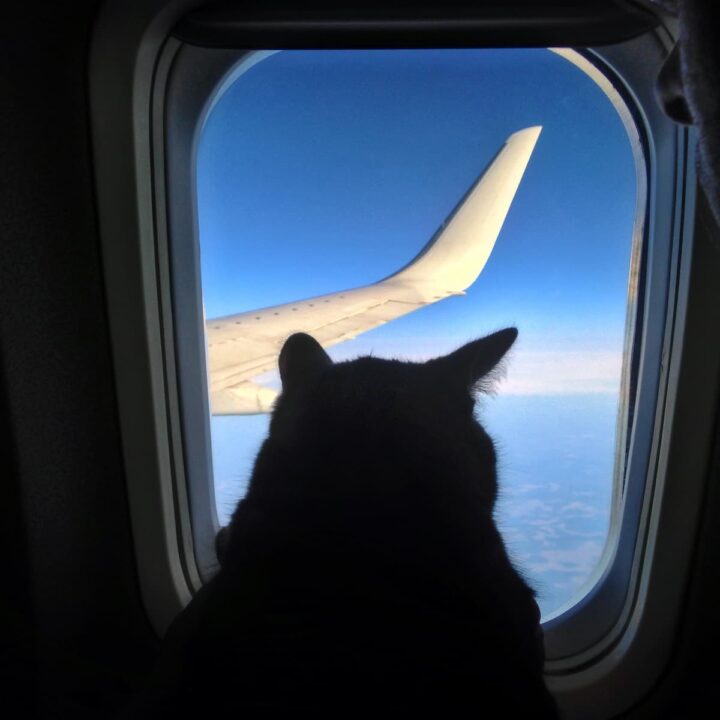 17 Airlines That Allow Cats In Cabin Costs & Policies