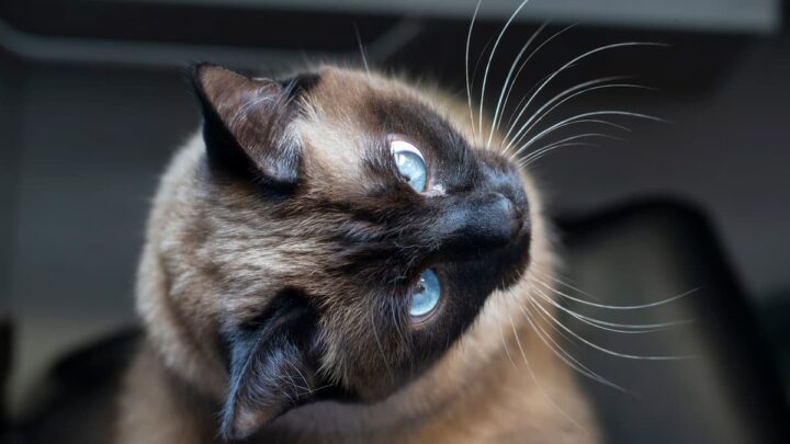 Applehead Siamese Cats – Breed Facts, Personality, & More!