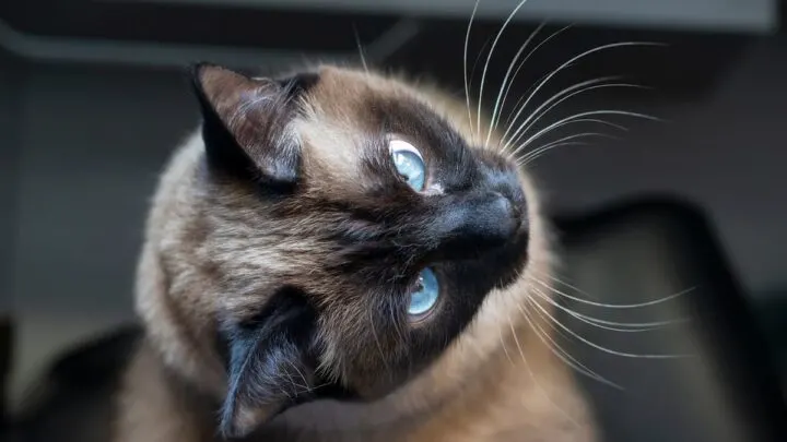 Applehead Siamese Cats&nbsp;&ndash; Breed Facts, Personality, & More!