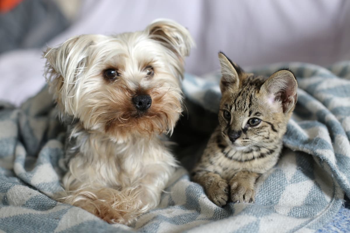 Are Bengal Cats Good With Dogs Factors To Consider!