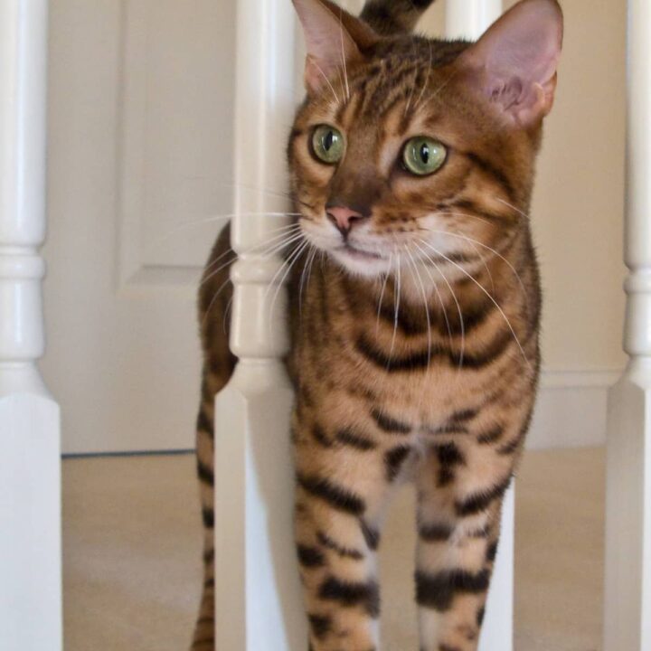 Are Bengal Cats Quiet Vocal Behaviors Explained!