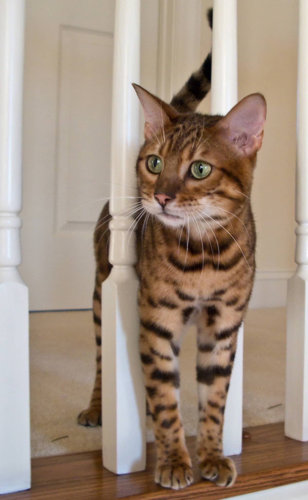 Are Bengal Cats Quiet Vocal Behaviors Explained!