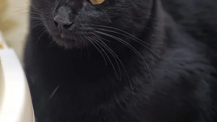 Are Black Cats Dumb &ndash; Here&rsquo;s The Facts