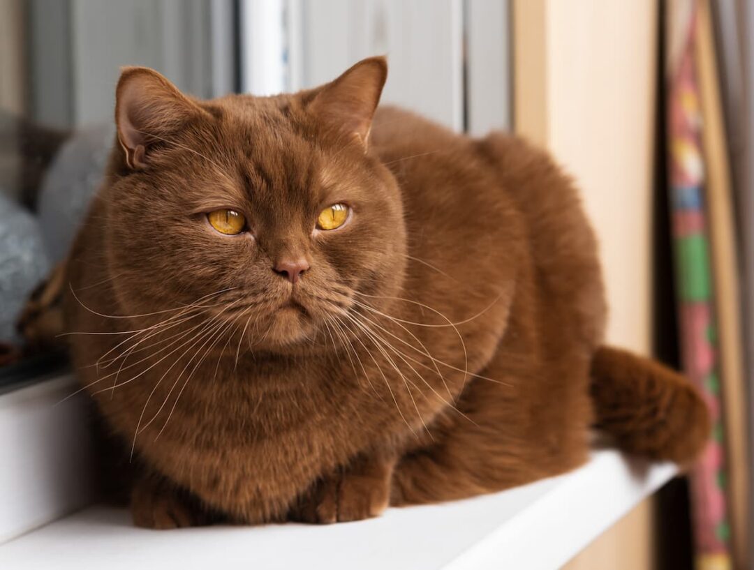 are-brown-cats-rare-everything-you-should-know-faqcats