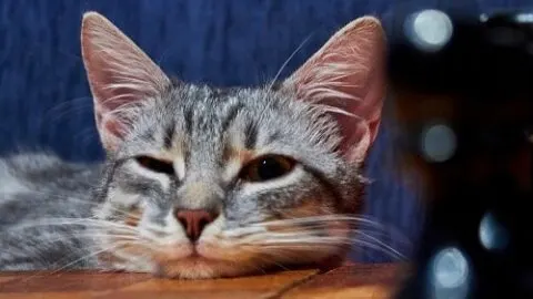 Are Cats Sentient &ndash; Are They Self-Aware?