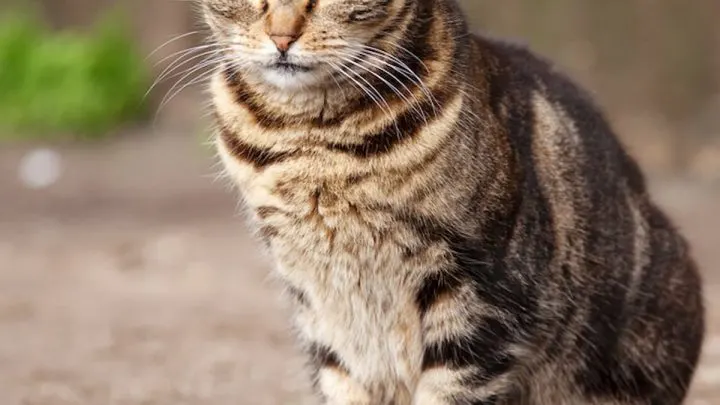 Are Cats Strong &ndash; Facts & Considerations