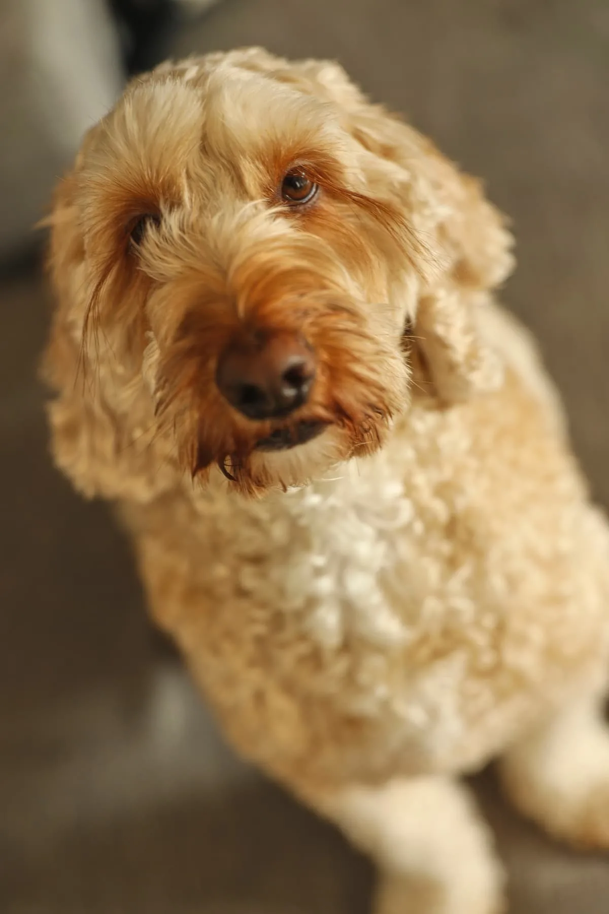 do labradoodles get along with cats