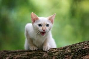 flame point siamese