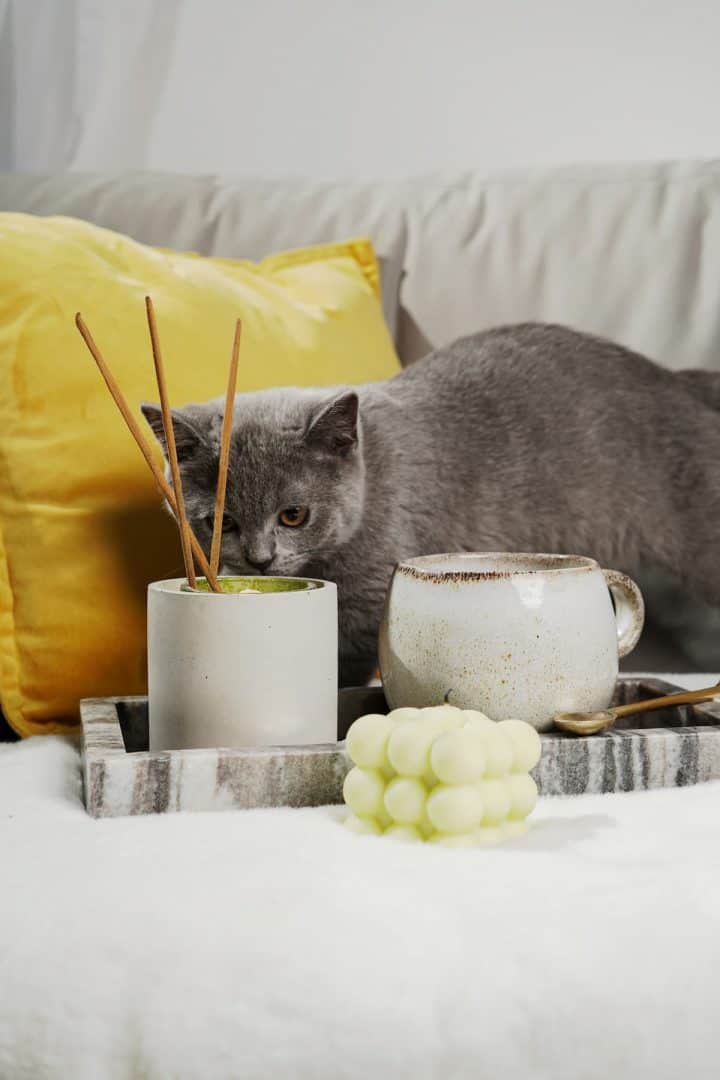 Are Incense Bad For Cats 5 Things To Know!
