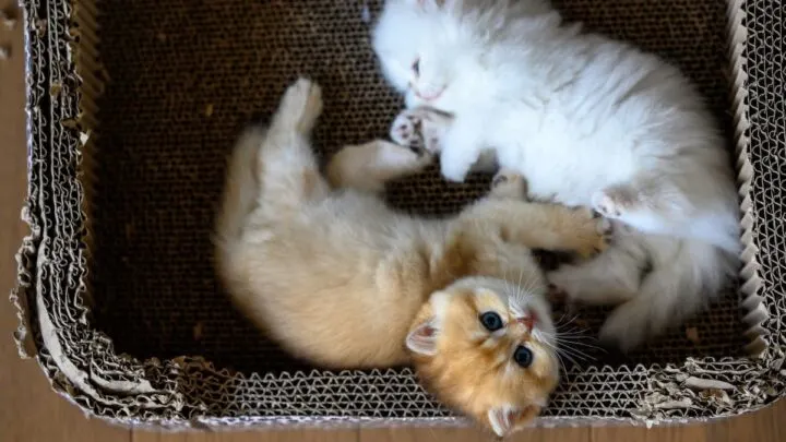 Are Kittens Born With Worms &ndash; What You Need To Know!