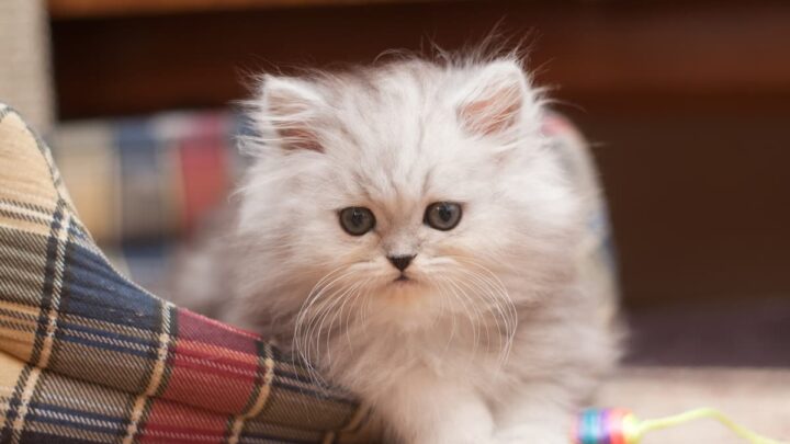 Are Kittens Fluffy – Things To Know!