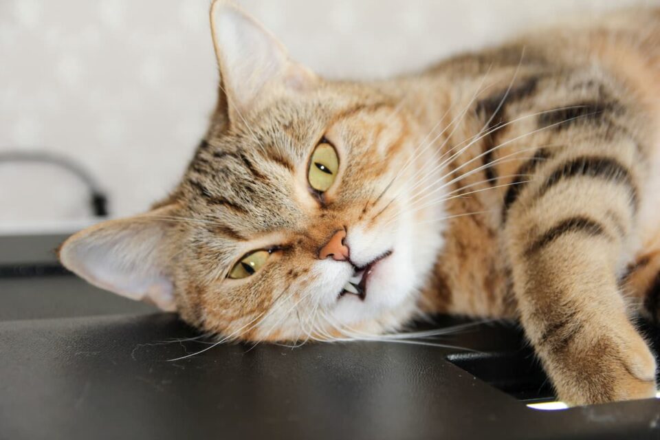 Are Maine Coon Cats Smart Here’s The Facts