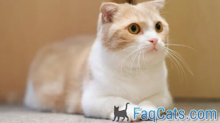 Are Munchkin Cats Dumb &ndash; Myth Or Fact?