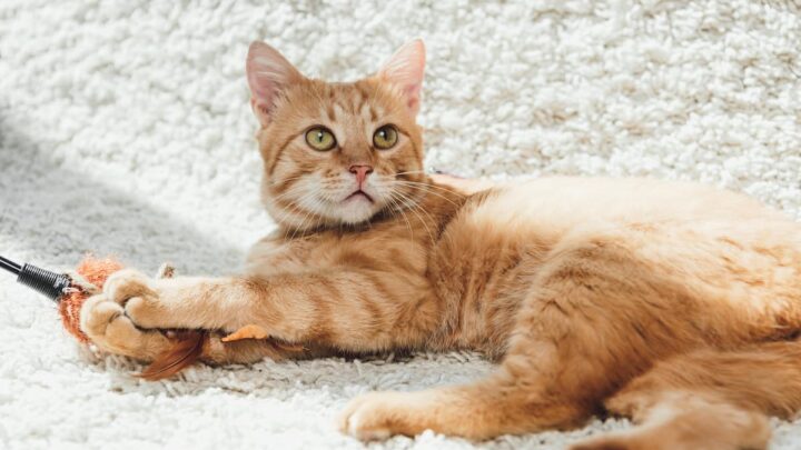 Are Orange Cats Dumb – It’s A Myth!