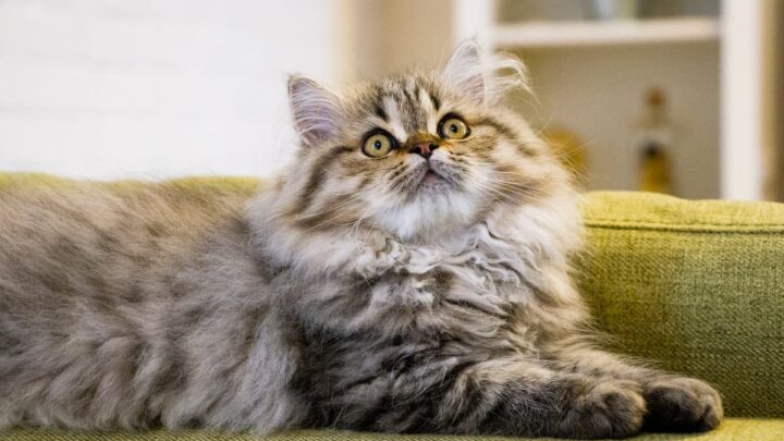 Are Persian Cats Dumb – Myths & What To Know