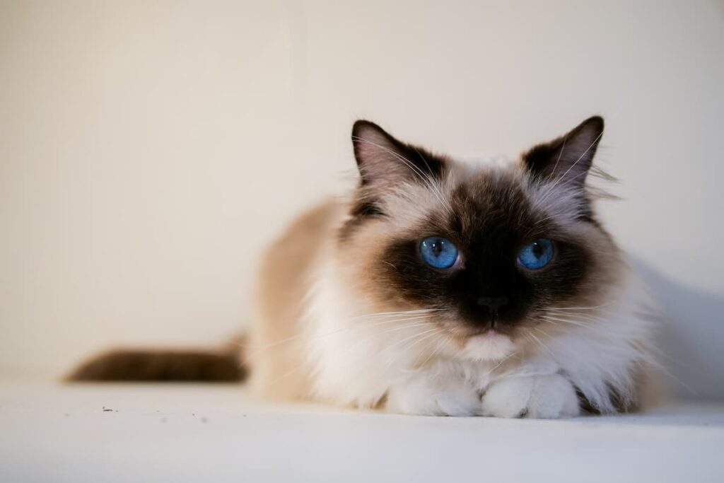 Are Ragdoll Cats Dumb Intelligence & Other Facts