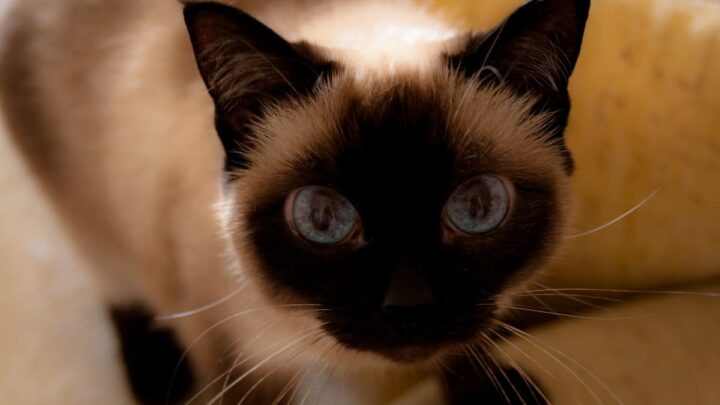 Are Siamese Cats Dumb – Feline Intelligence & Other Facts