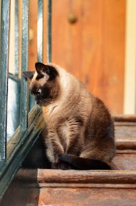 Are Siamese Cats Good For Apartments