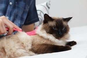 Are Siamese Cats Good Or Bad For Allergies Faqcats Com