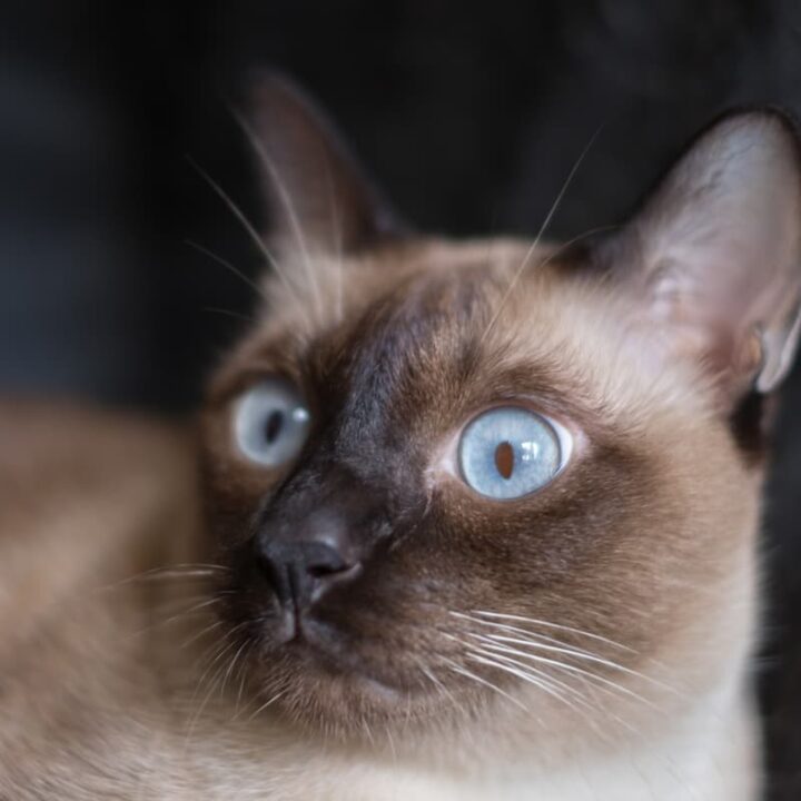 Are Siamese Cats Quiet Everything You Should Know!