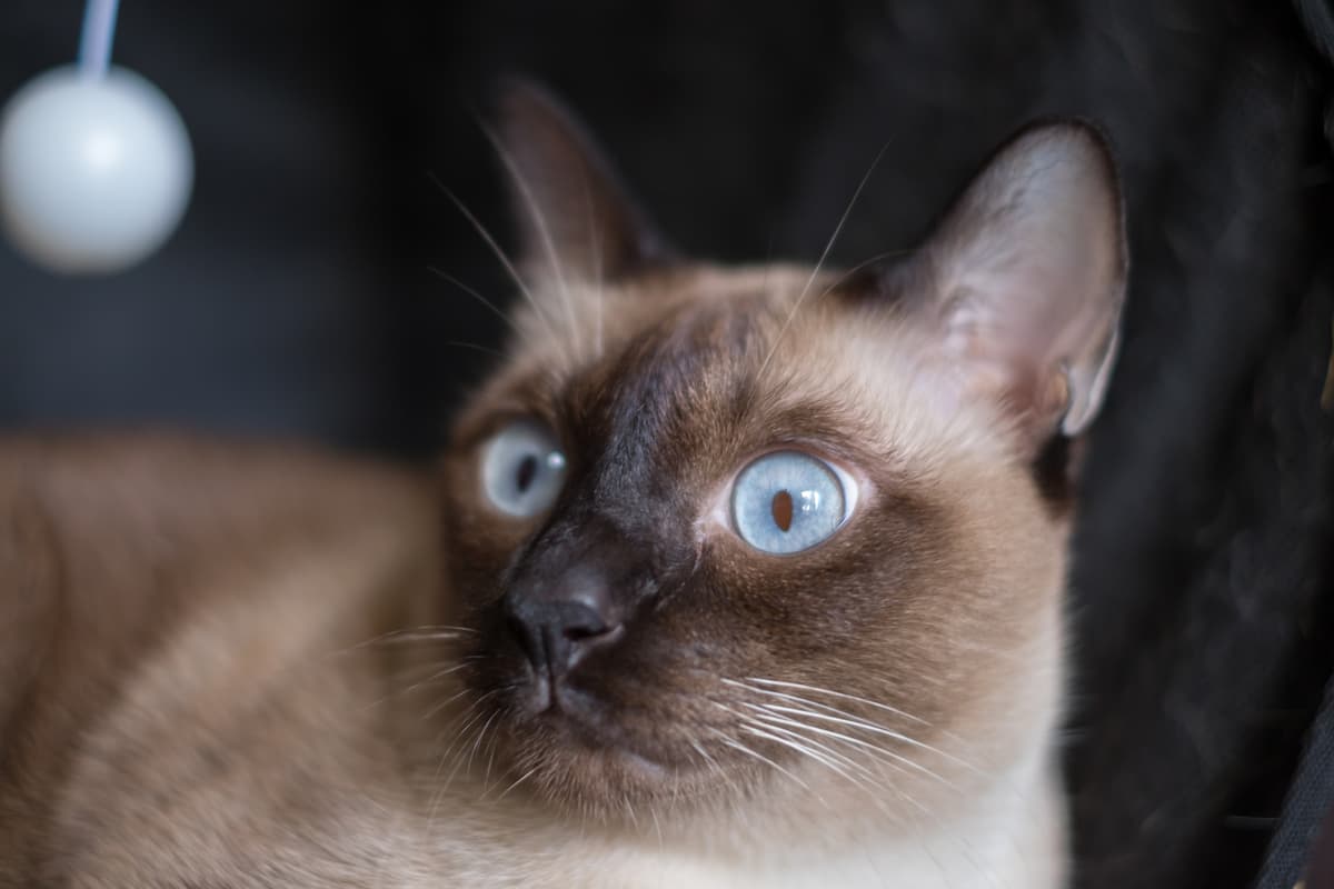 Are Siamese Cats Quiet Everything You Should Know!