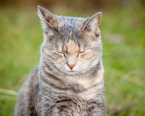 grey cat with orange spots