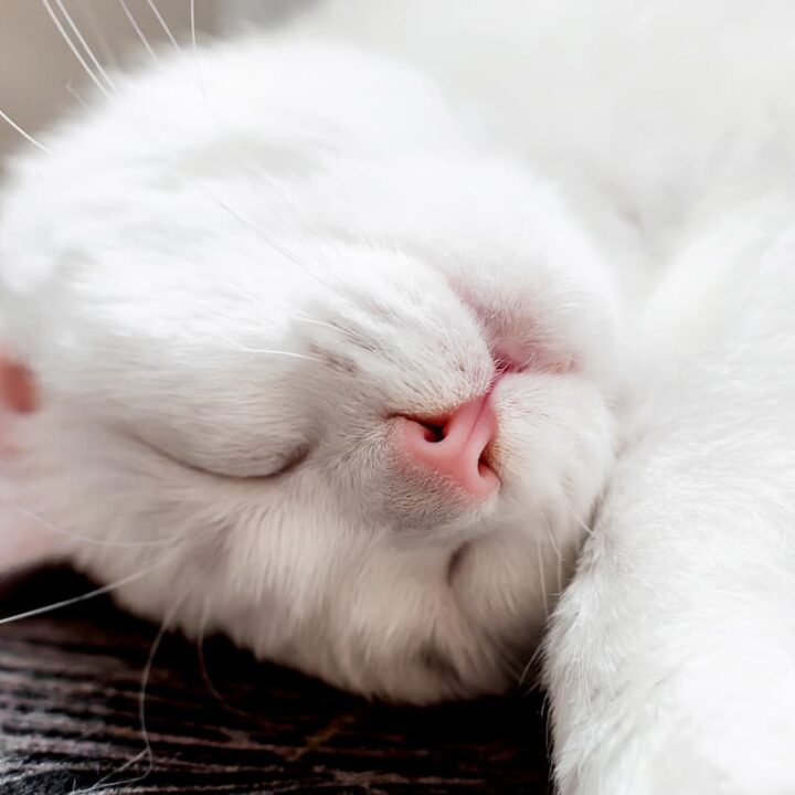 Are White Cats Good Luck Let’s Find Out!