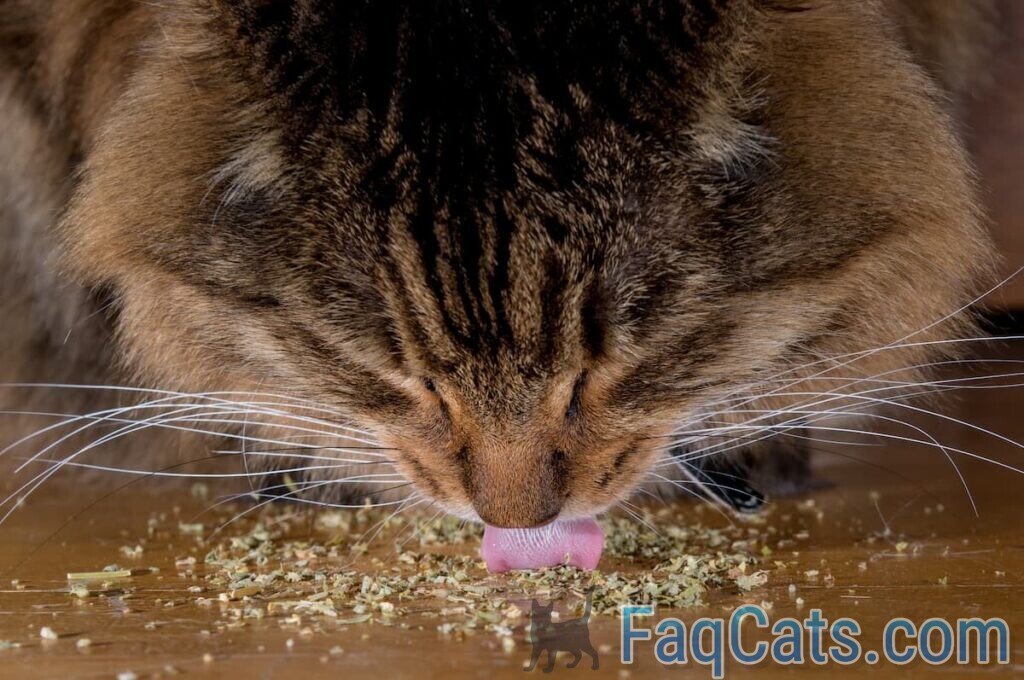 At What Age Can Cats Have Catnip Things To Consider