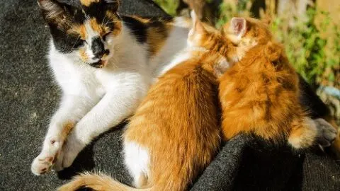 At What Age Do Cats Stop Having Kittens &ndash; The Facts