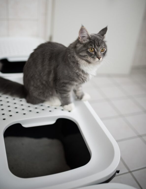 11 Best Top Entry Litter Boxes Reviews & Our Expert Picks