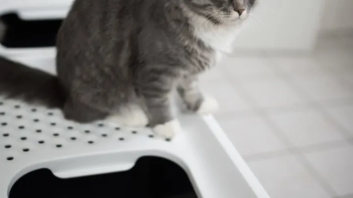 11 Best Top Entry Litter Boxes &ndash; Reviews & Our Expert Picks