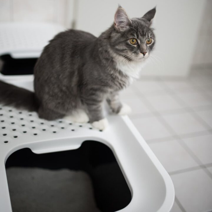 11 Best Top Entry Litter Boxes Reviews & Our Expert Picks