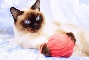 Best Toys For Siamese Cats