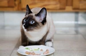 cat food for siamese cats