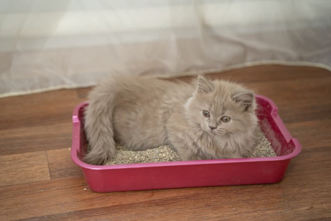 Can A Blind Cat Use A Litter Box What You Should Know