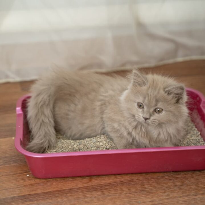 Can A Blind Cat Use A Litter Box What You Should Know