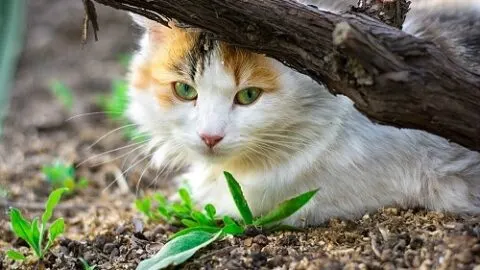 Can A Domesticated Cat Survive In The Wild &ndash; The Facts!