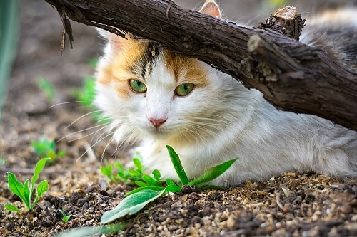 Can domestic cats live in the wild