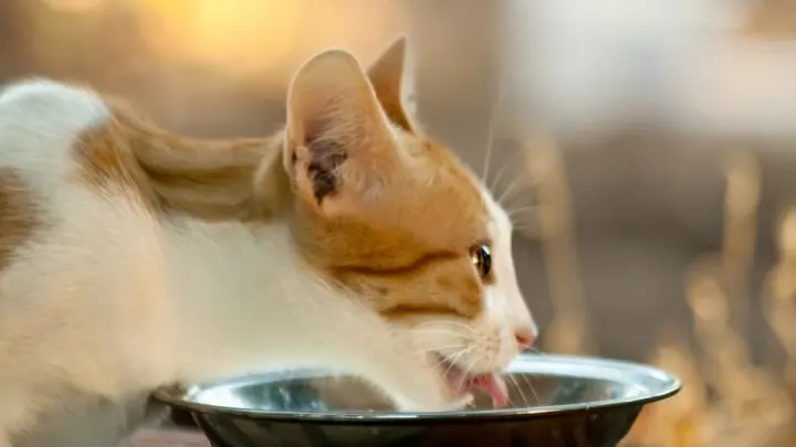 Can A Kitten Overeat -Feeding Suggestions & Considerations