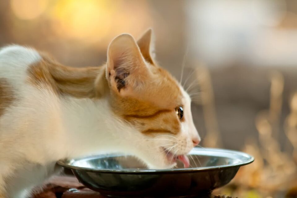 Can A Kitten Overeat Feeding Suggestions & Considerations