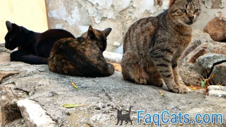 Can A Neutered Cat Still Produce Sperm &ndash; Is It Possible?