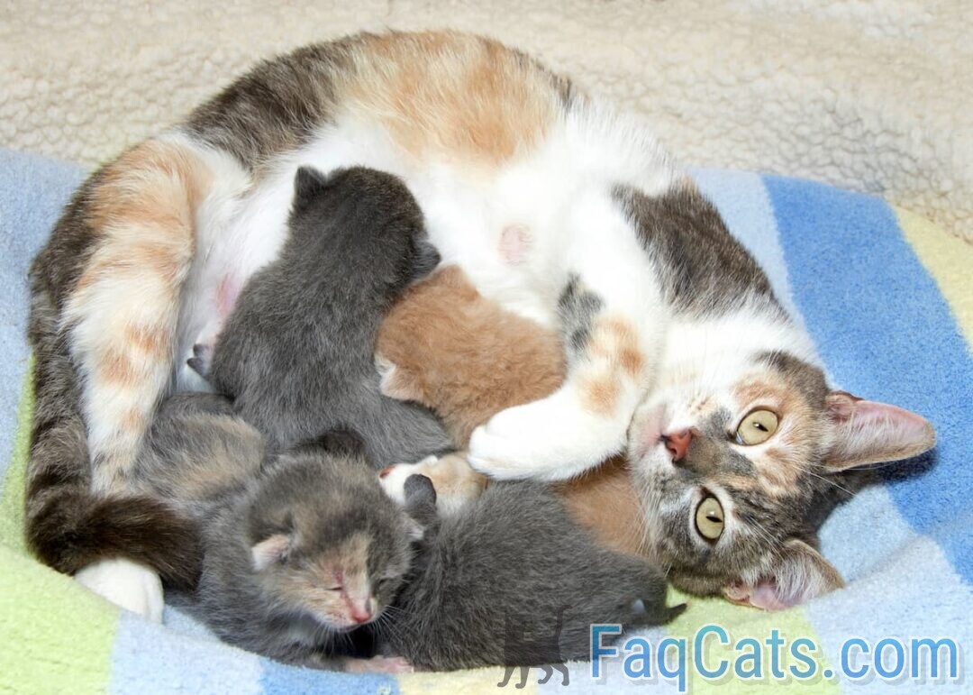Can A Neutered Male Cat Still Get A Female Pregnant – FAQcats.com