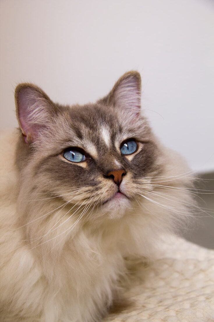 Can A Ragdoll Cat Have Short Hair Length, Coat Facts