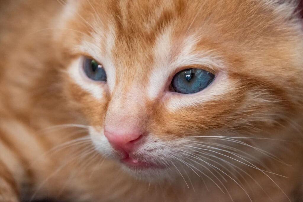 What Color Eyes Does Orange Cats Have