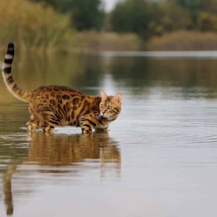 Can Bengal Cats Swim 6 Things To Consider